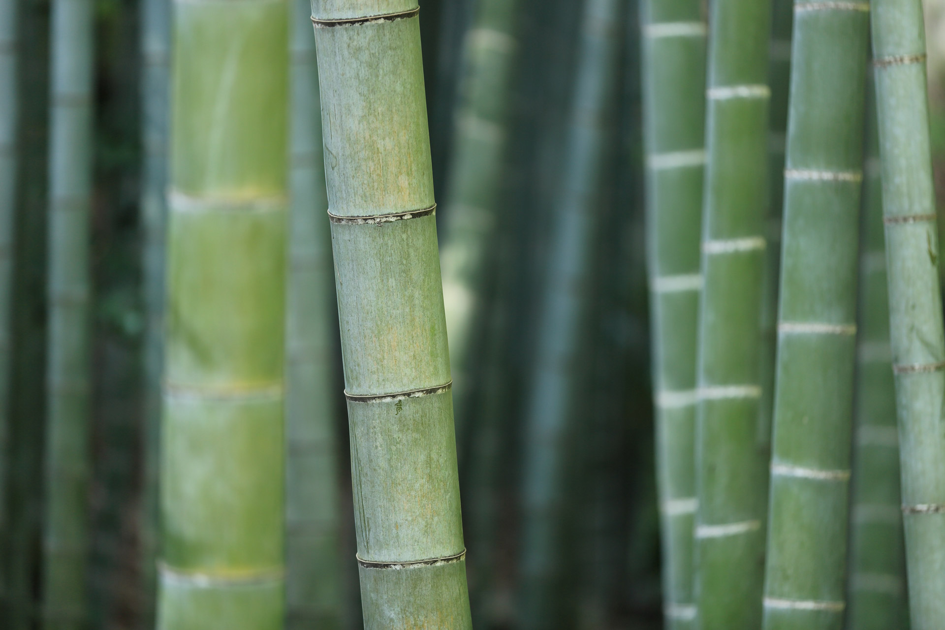 WORKSHOP FENG SHUI ESSENCIAL